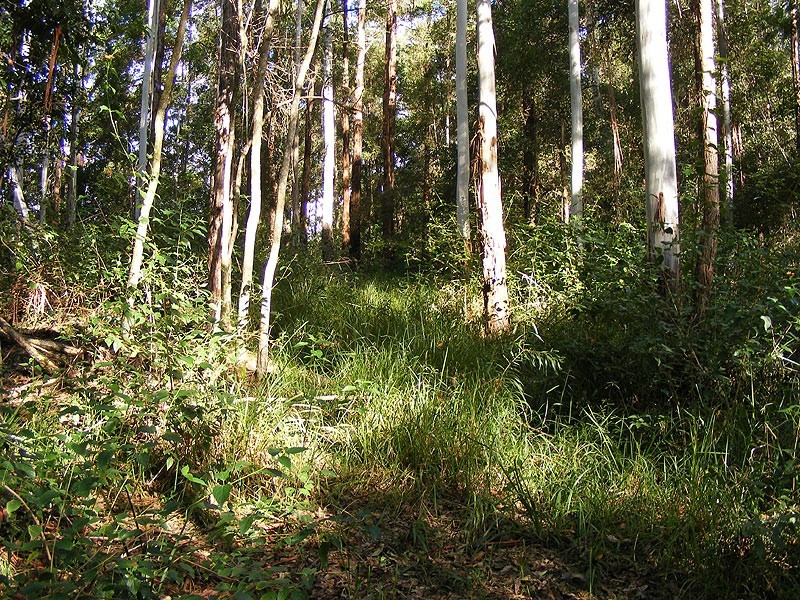 Lot 4 Maydwell Street Fernmount, Bellingen NSW 2454