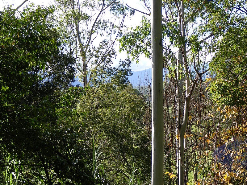 Lot 4 Maydwell Street Fernmount, Bellingen NSW 2454