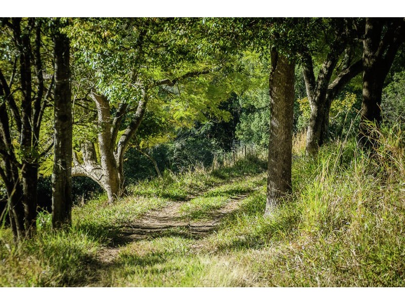 221 Old Brierfield Road, Bellingen NSW 2454