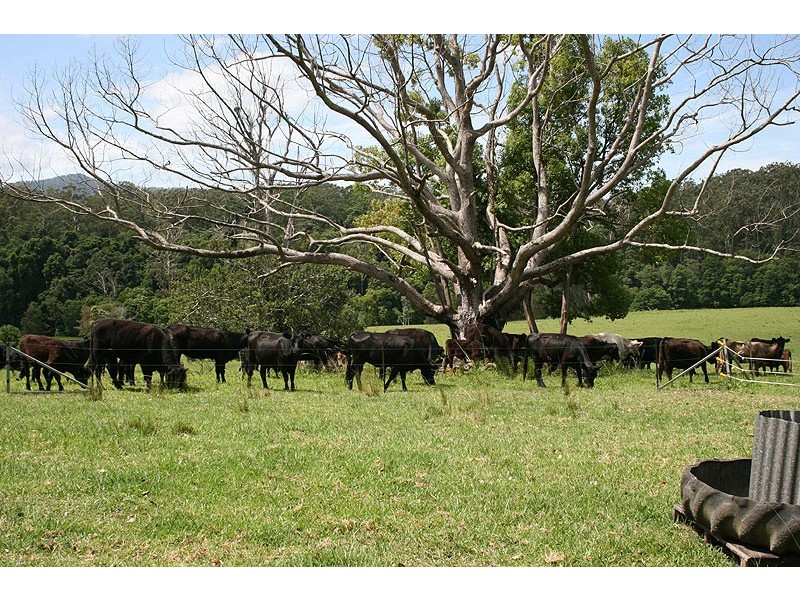 606 Valery Road Valery, Bellingen NSW 2454