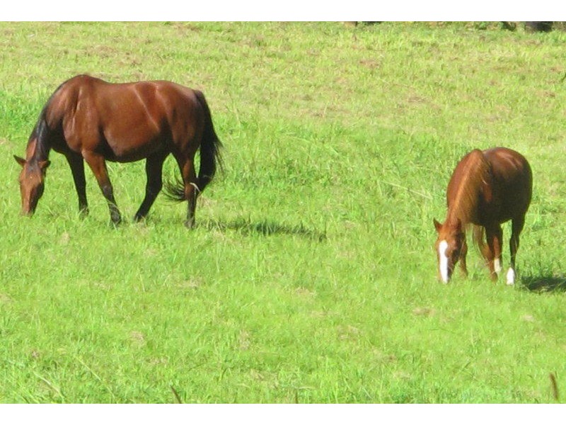 9 Crawford Close, Bellingen NSW 2454