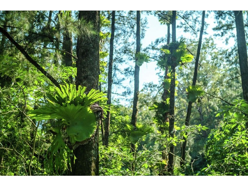 2129 Darkwood Road, Bellingen NSW 2454