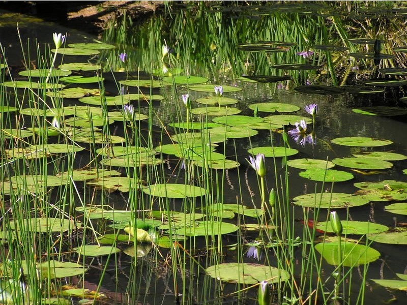 241 Hydes Creek Road, Bellingen NSW 2454