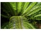 2 Tibouchina Close, Bellingen NSW 2454