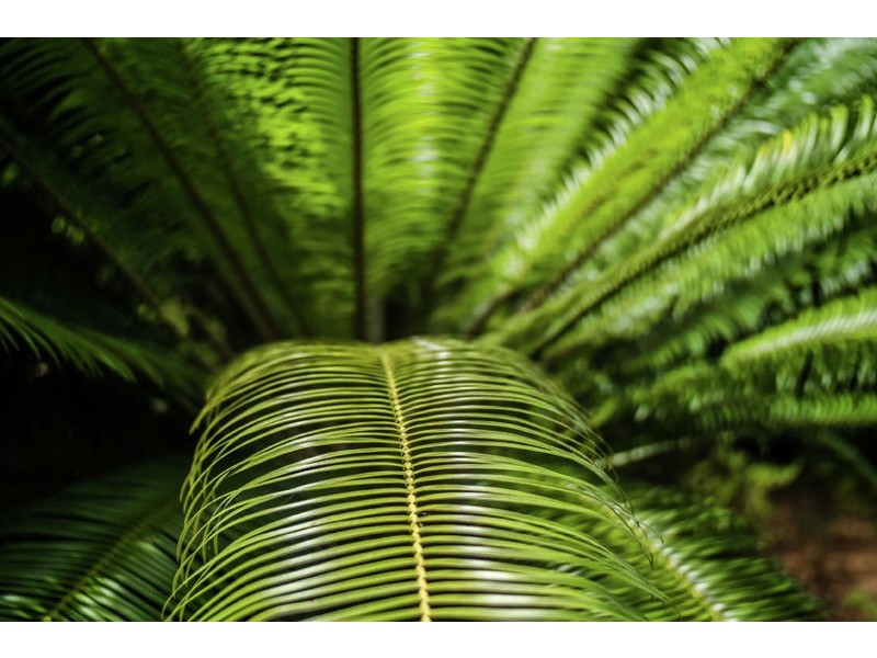 2 Tibouchina Close, Bellingen NSW 2454
