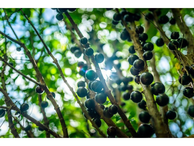 18 Hyde Street, Fernmount NSW 2454