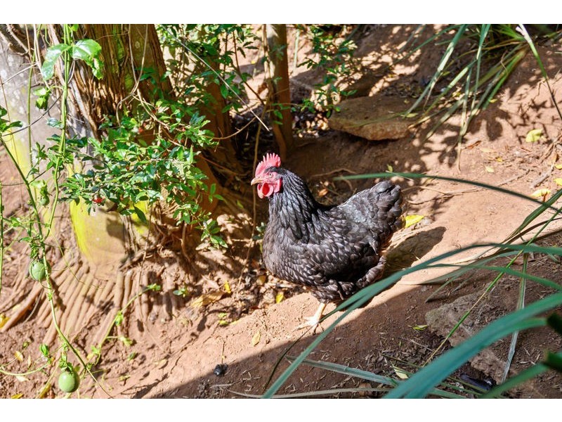 26 Elliot Close, Bellingen NSW 2454