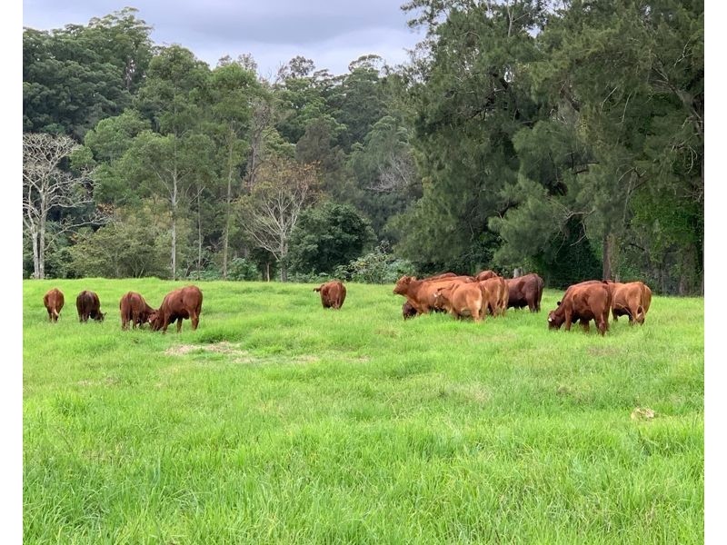 219 Summervilles Road, Gleniffer NSW 2454