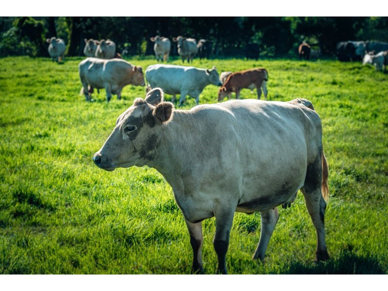 786 North Bank Road, Bellingen NSW 2454