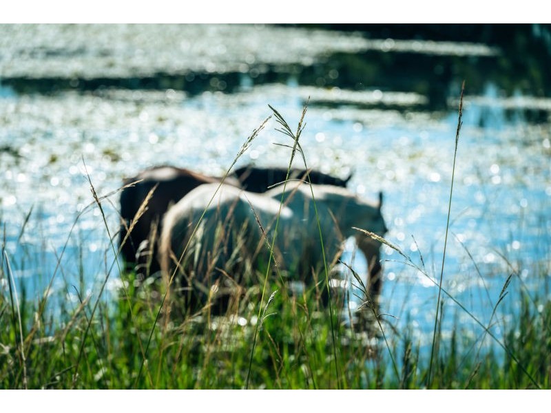 786 North Bank Road, Bellingen NSW 2454