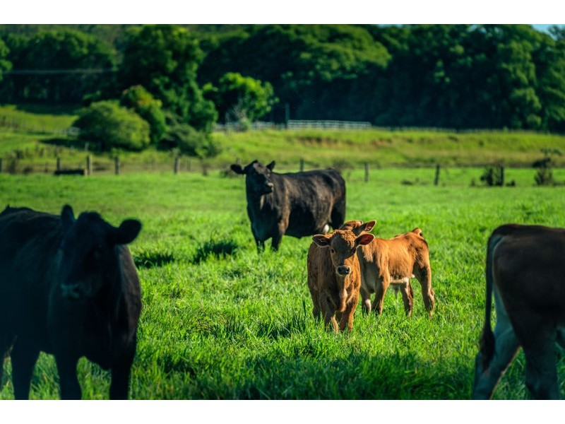 786 North Bank Road, Bellingen NSW 2454