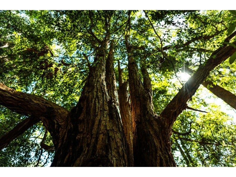 17 Briggenshaws Road Valery, Bellingen NSW 2454