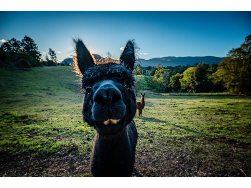 370 Roses Road, Bellingen NSW 2454