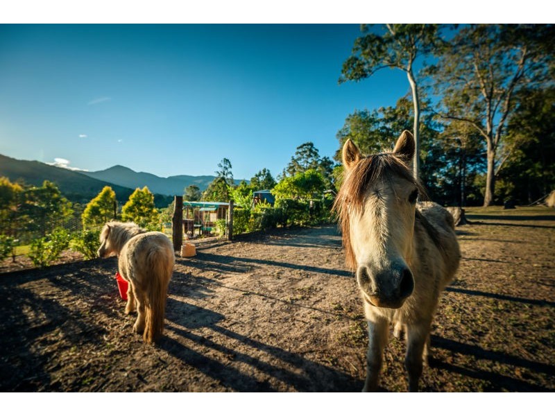 370 Roses Road, Bellingen NSW 2454