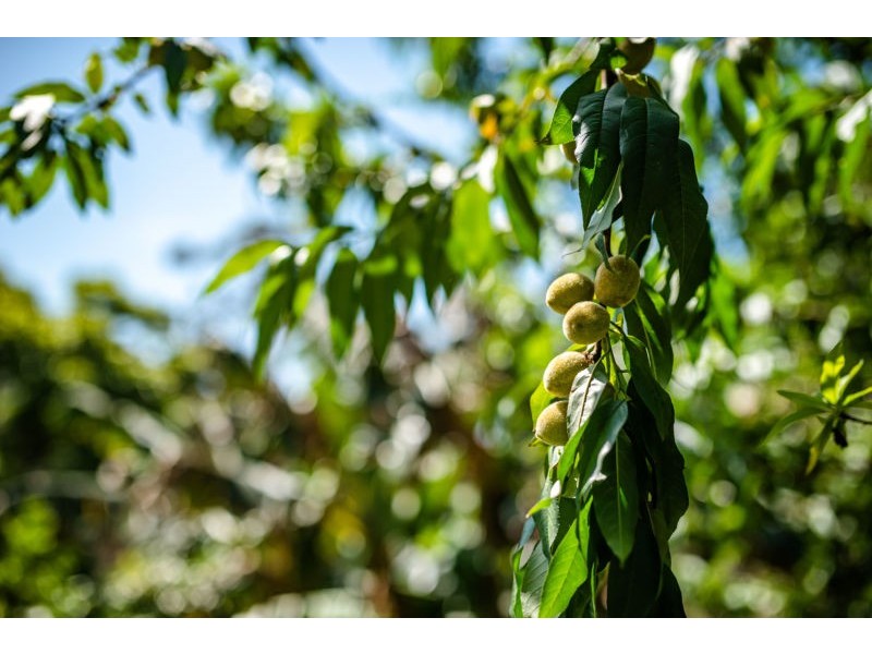 19 Tuckers Rock Road, Repton NSW 2454