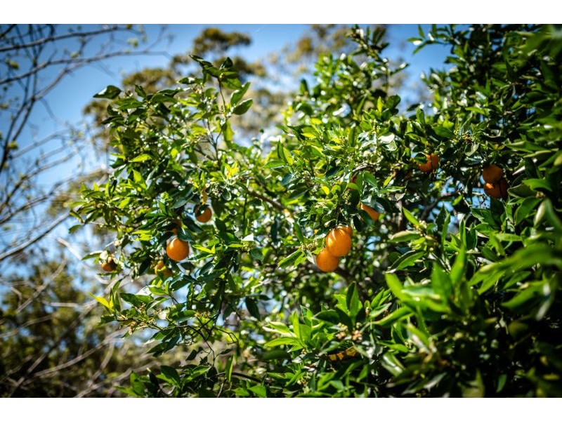 19 Tuckers Rock Road, Repton NSW 2454