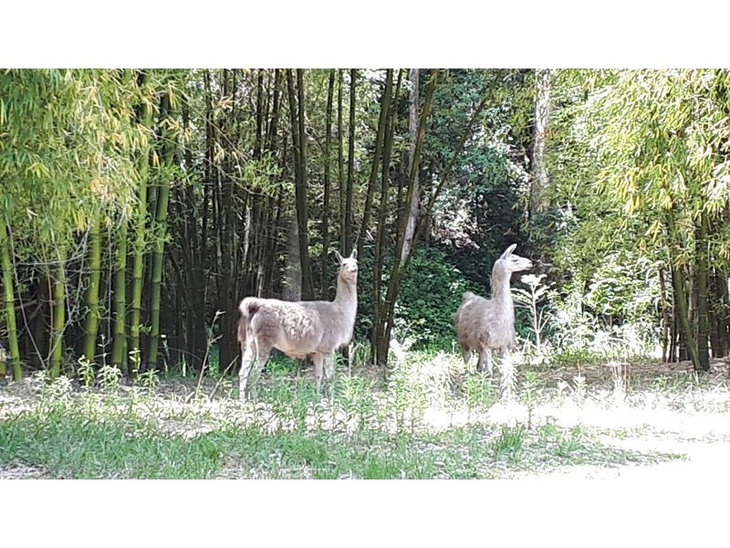 1824 Darkwood Rd, Darkwood NSW 2454