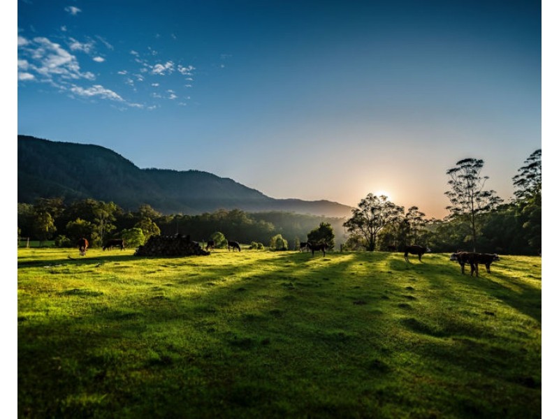691 Promised Land Road, Bellingen NSW 2454