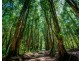 691 Promised Land Road, Bellingen NSW 2454