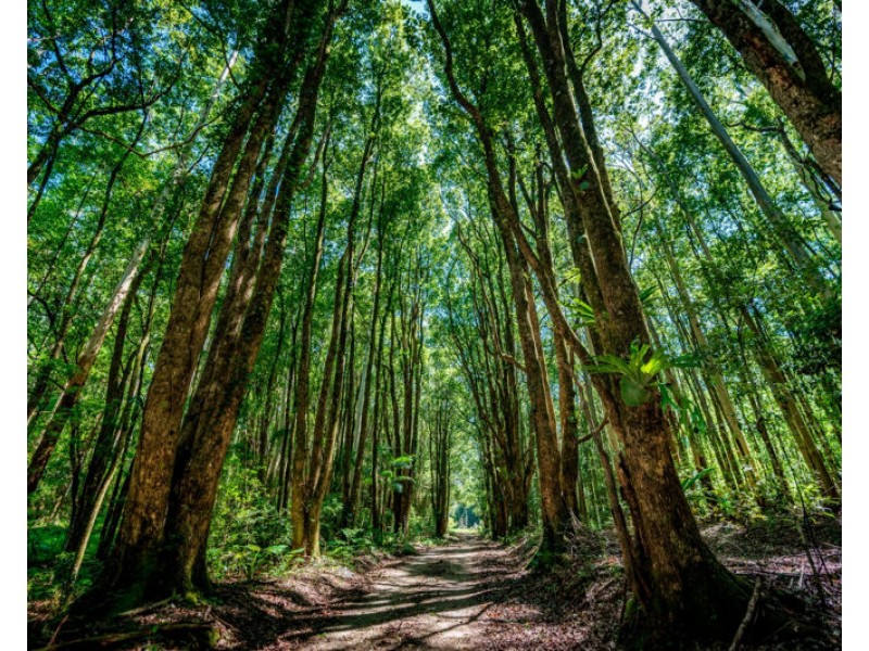 691 Promised Land Road, Bellingen NSW 2454