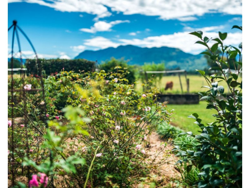 1605 Waterfall Way, Bellingen NSW 2454