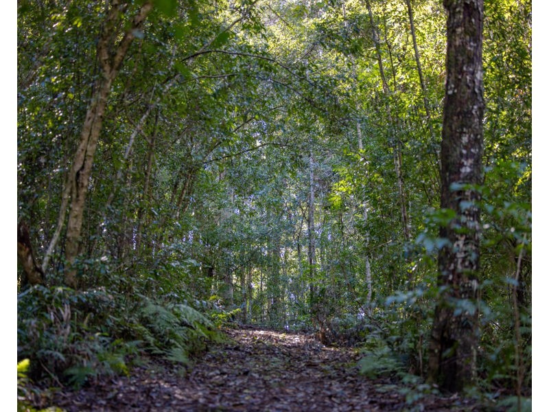 606 Darkwood Road, Bellingen NSW 2454