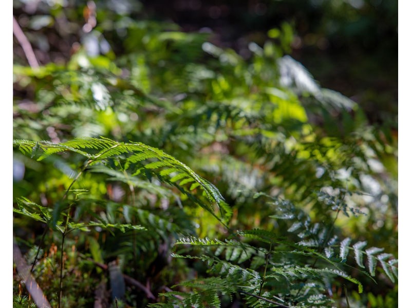 606 Darkwood Road, Bellingen NSW 2454