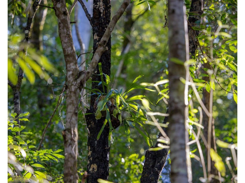 606 Darkwood Road, Bellingen NSW 2454