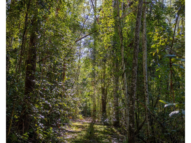 606 Darkwood Road, Bellingen NSW 2454