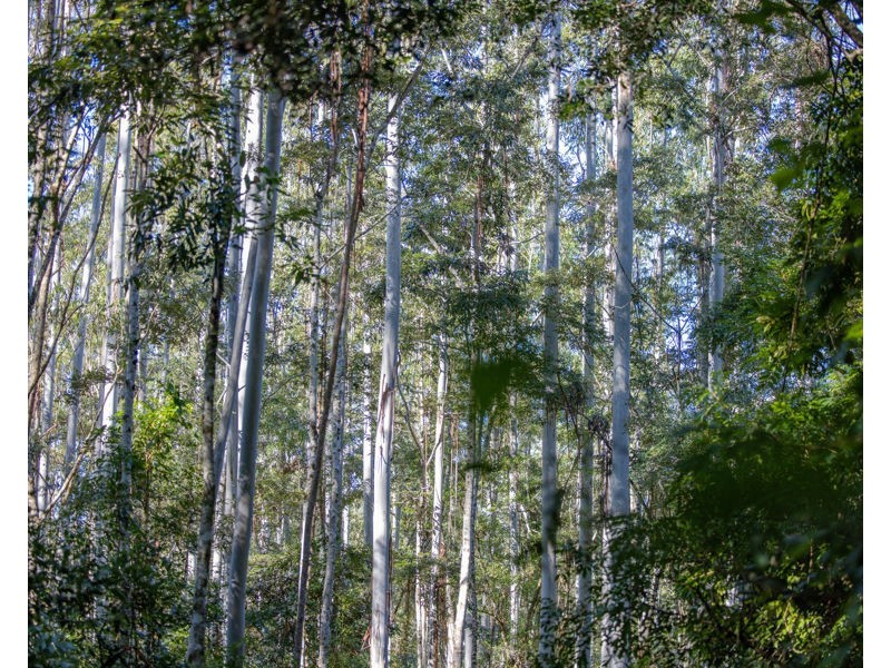 606 Darkwood Road, Bellingen NSW 2454