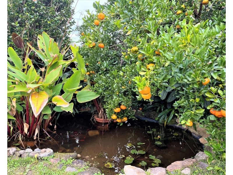 9 Crown Street, Bellingen NSW 2454