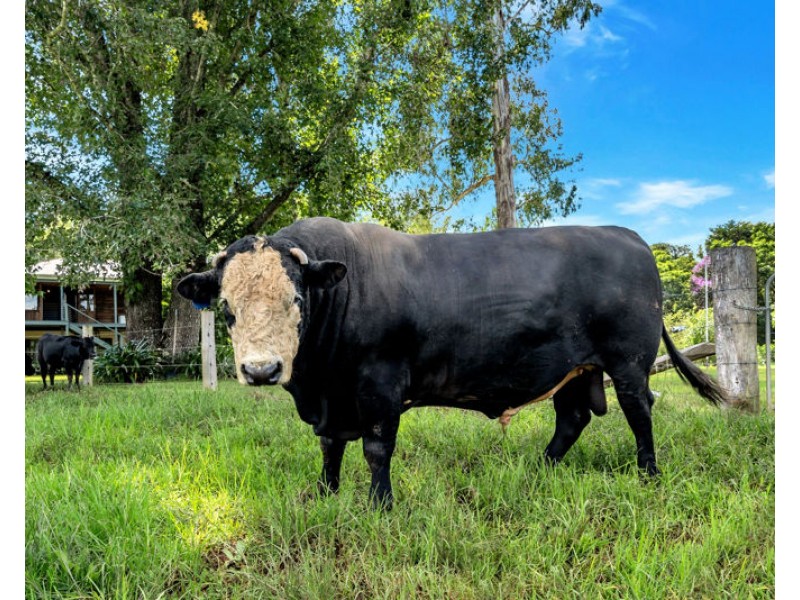 457 Summervilles Road, Bellingen NSW 2454