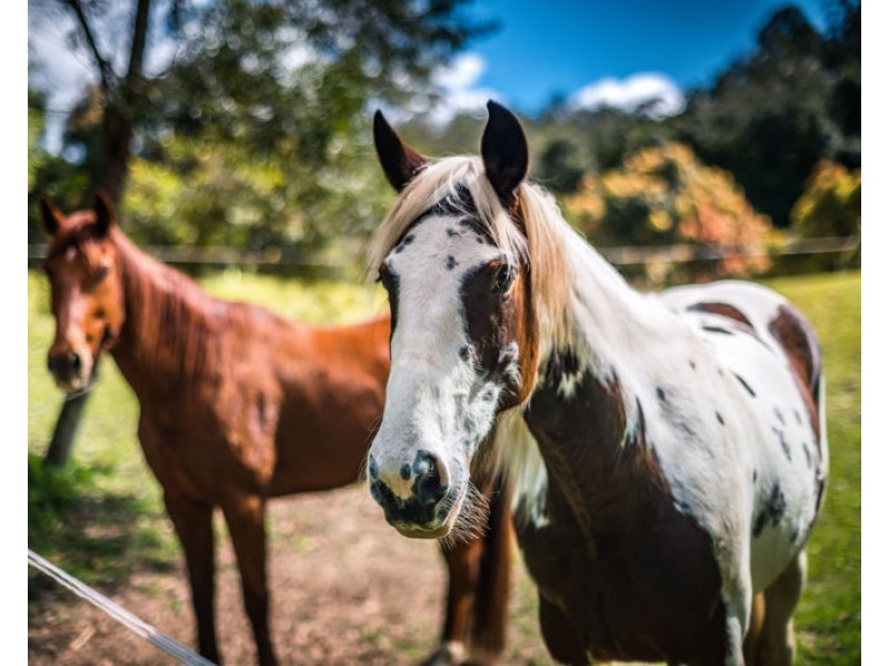 2300 Kalang Road, Bellingen NSW 2454
