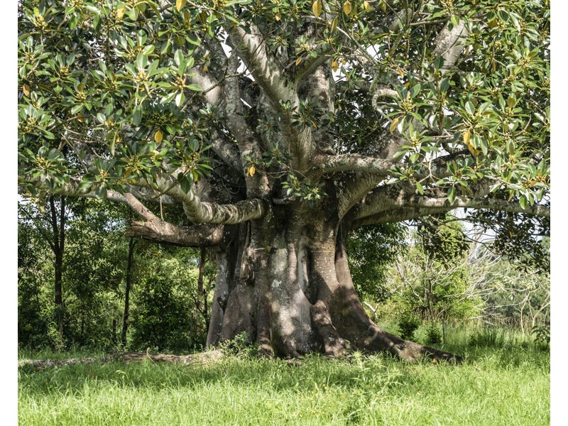 105 North Bank Road, Bellingen NSW 2454