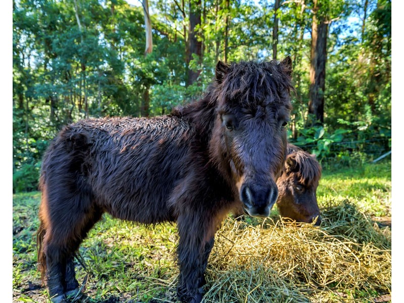 31 Elk Ave, Repton NSW 2454