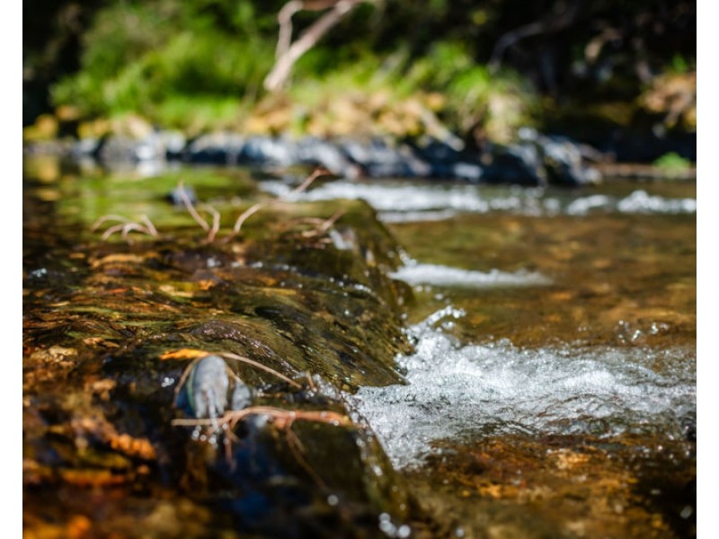 1498 Darkwood Road, Bellingen NSW 2454