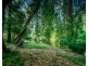 316 Kalang Road, Bellingen NSW 2454
