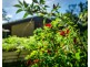 316 Kalang Road, Bellingen NSW 2454