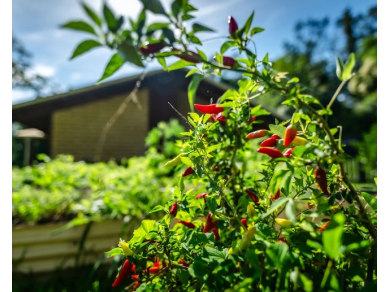 316 Kalang Road, Bellingen NSW 2454