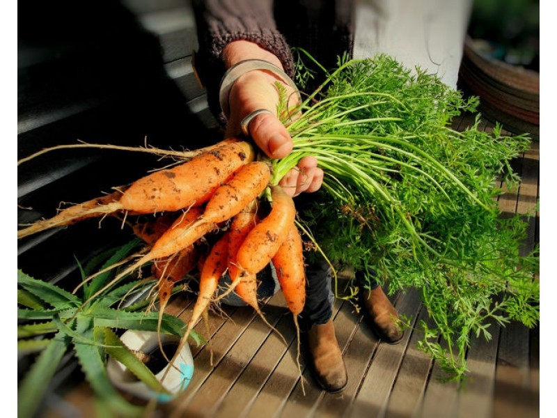 1724 Waterfall Way, Bellingen NSW 2454