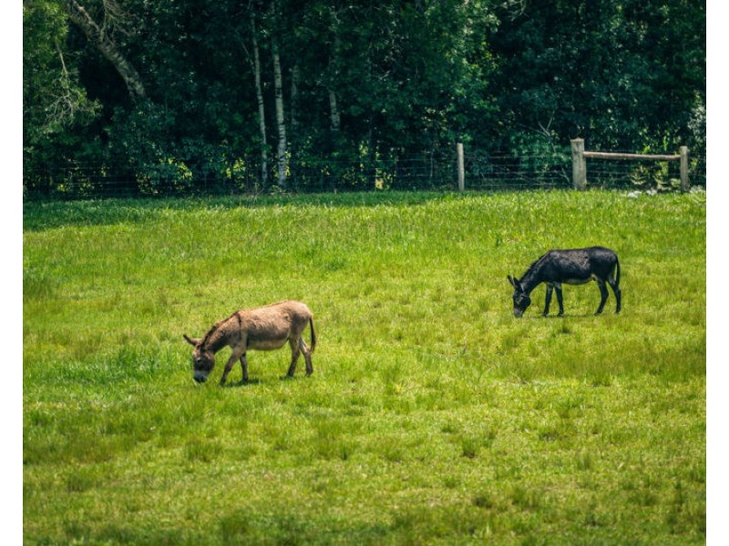 934 Promised Land Road, Bellingen NSW 2454