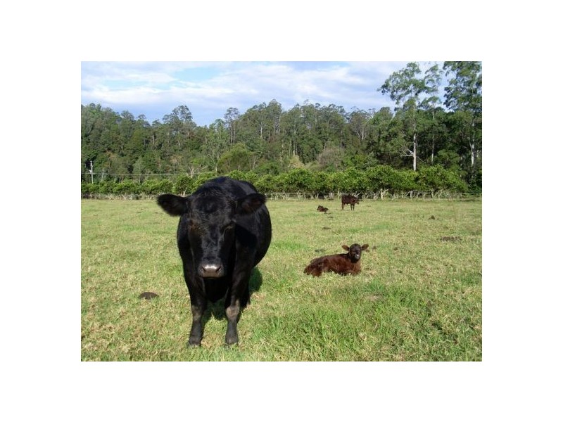 1898 Darkwood Rd Thora, Bellingen NSW 2454