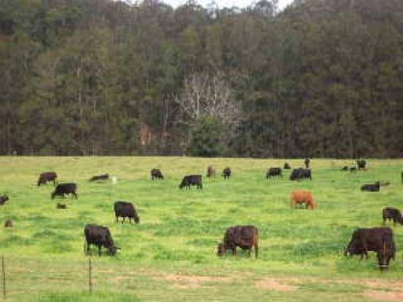 635 Gordonville Road, Bellingen NSW 2454