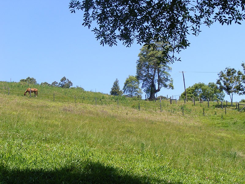 1331 Waterfall Way, Bellingen NSW 2454