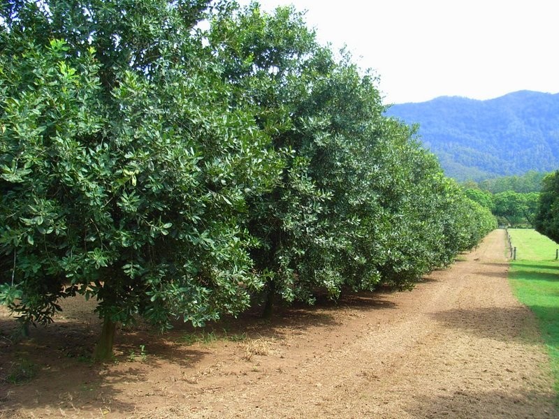 2431 Waterfall Way, Bellingen NSW 2454