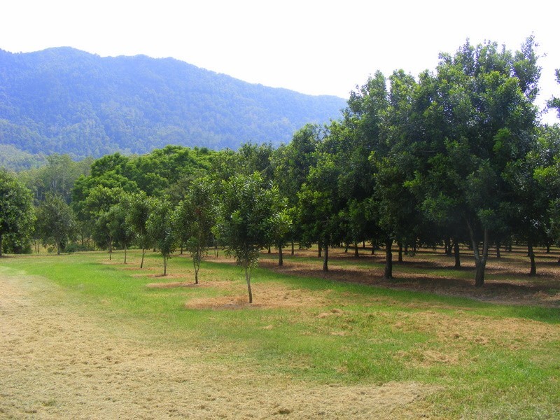 2431 Waterfall Way, Bellingen NSW 2454