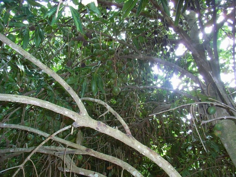 2431 Waterfall Way, Bellingen NSW 2454