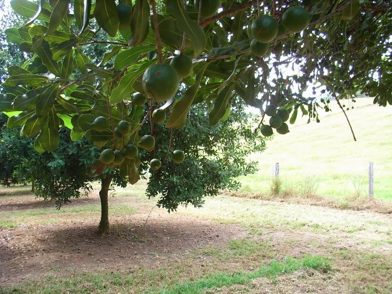 2431 Waterfall Way, Bellingen NSW 2454