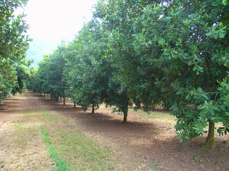 2431 Waterfall Way, Bellingen NSW 2454