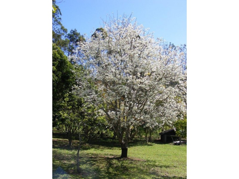 1471 Darkwood Rd, Bellingen NSW 2454